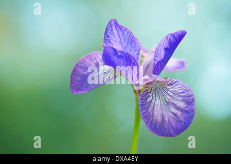 Siberian iris, Iris sibirica 'Sparkling rose', purple flower against green background. Stock Photo