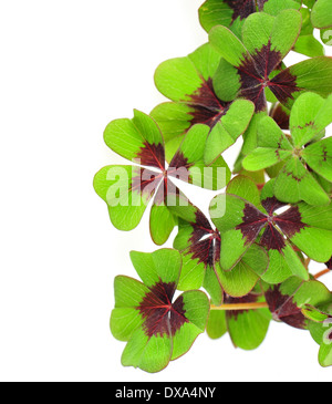 fresh green four leaved clover plant Stock Photo