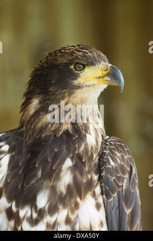 Eagle at Huntly Falconry Centre, Aberdeenshire, Scotland. Stock Photo
