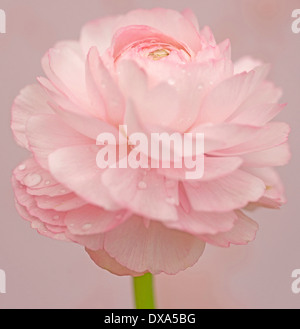 Ranucuclus, Persian buttercup, a Ranunculus asiaticus, pink flower against a pink background. Stock Photo