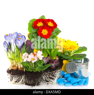spring flowers primula, crocus and hyacinth Stock Photo