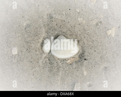 Sea Shell in the Sand on Gasparilla Island Beach, Gulf Coast, FL, USA Stock Photo