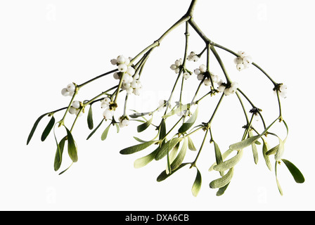 Mistletoe, Viscum album, a bunch hanging down with white berries against white background. Stock Photo