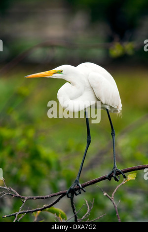 Great Egret - Wakodahatchee Wetlands - Delray Beach, Florida USA Stock Photo
