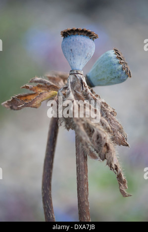 Oriental poppy, Papaver orientale 'Patty's Plum', two crossing seedheads showing the soft blue green pod colours. Stock Photo