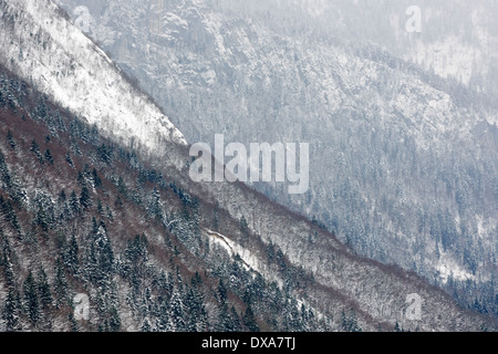 View on a mountain with snow covered pine forest. Stock Photo