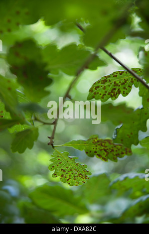 Common oak, Quercus robur, leaves infested with the common spangle gall caused by the cynipid wasp. Stock Photo