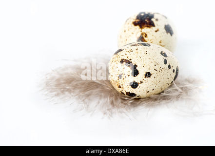 quail eggs with feather over white background Stock Photo
