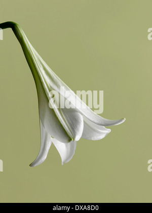 Easter lily, Lilium longiflorum, single flower hanging down against a flat green background. Stock Photo