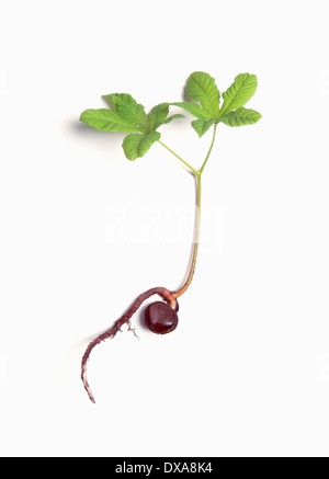 Horse chestnut, Aesculus hippocastanum, seedling showing the conker still attached. Stock Photo