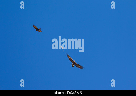 Common Kestrel (Falco tinnunculus) chasing away two immature European Golden Eagles (Aquila chrysaetos) in flight Stock Photo