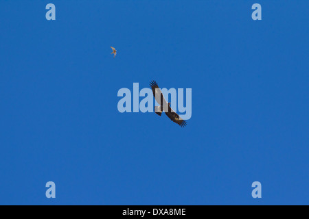 Immature European Golden Eagle (Aquila chrysaetos) being mobbed by Common Kestrel (Falco tinnunculus) in flight