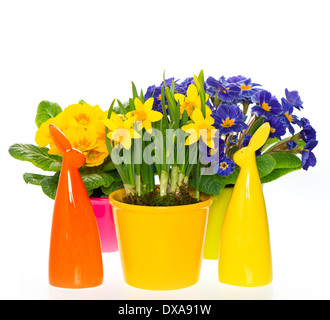 primulas and narcissus in pot on white background. spring flowers with easter bunny decoration Stock Photo