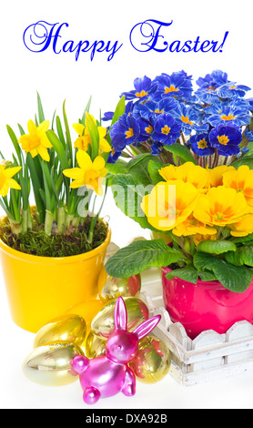 spring flowers with easter decoration. primulas and narcissus in pot on white background. Stock Photo