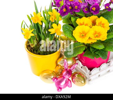 primulas and narcissus in pot on white background. spring flowers with easter decoration Stock Photo