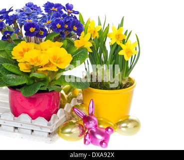 spring flowers with easter decoration. primulas and narcissus in pot Stock Photo