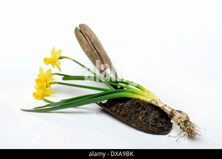 Daffodil and shovel Stock Photo