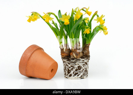 Daffodil Tete a Tete Stock Photo
