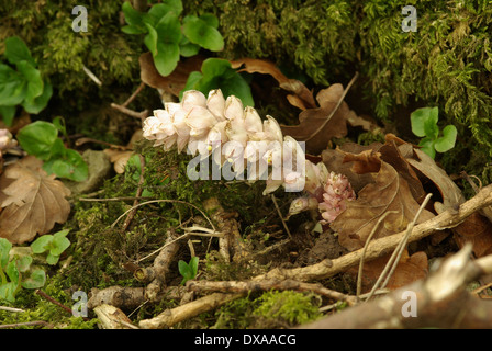 Toothwort Root Toothwort, Lathraea squamaria parasitic plant - parasite, parasitic on ...