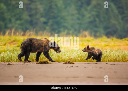 A Grizzly Bear sow play fights with her first year cub on the beach created at low tide in the Khutzeymateen Inlet in BC. Stock Photo