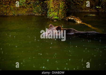 A Grizzly bear sow swims under a heavy rain in the Khutzeymateen Inlet in British Columbia. Stock Photo