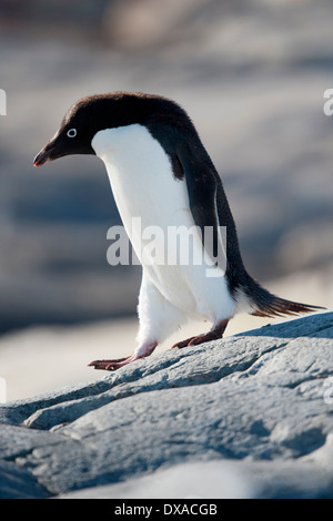 Adelie Penguin, Pygoscelis adeliae, portrait, Petermann Island, Antarctic Peninsula Stock Photo