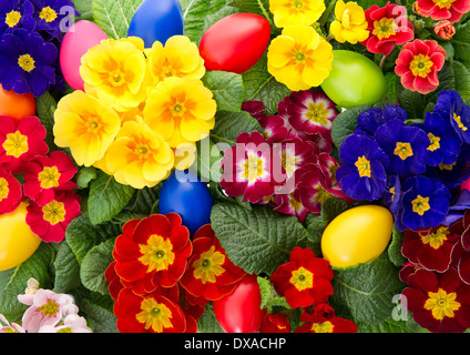 assorted primula flowers with easter eggs decoration Stock Photo
