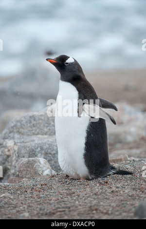 Gentoo penguin, Pygoscelis papua, Hannah Point, South Shetland Islands Stock Photo