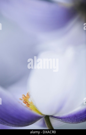 Anemone 'Wild Swan' close view from side showing stamen and grey-blue streak on the underside of the white petals. Stock Photo