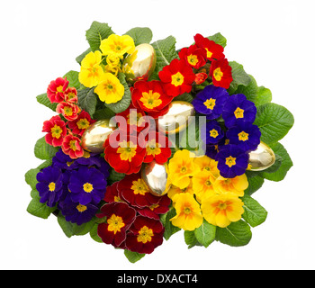 assorted primula flowers with golden easter eggs decoration isolated on white background Stock Photo