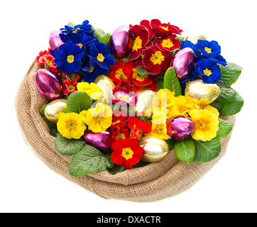 colorful primula flowers with easter eggs decoration isolated on white background Stock Photo