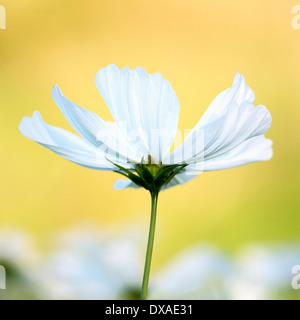 Cosmos bipinnatus 'Purity' against a warm yellow background. Stock Photo