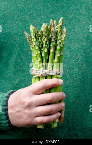 Man holding fresh green asparagus (Asparagus officinalis) spears against green wool jumper background in a garden, UK Stock Photo