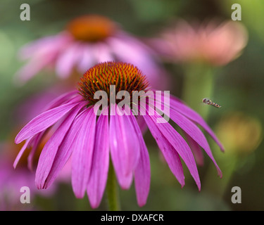 Purple coneflower, Echinacea purpurea flowerhead against others soft focus behind, hoverfly in flight approaching the flower. Stock Photo