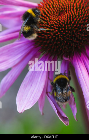 Purple coneflower, Echinacea purpurea flowerhead showing stamen, two bees are collecting pollen from it. Stock Photo