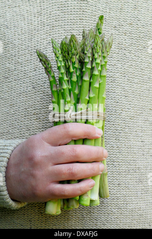 Man holding fresh green asparagus (Asparagus officinalis) spears against neutral woolen background in a garden, UK Stock Photo