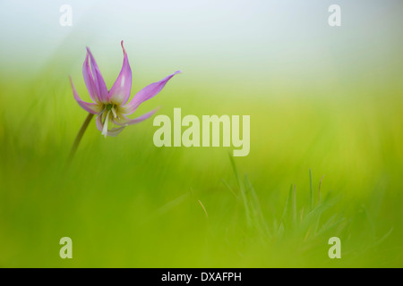 Dogtooth Violet, Erythronium 'Kinfauns Pink', a single stem appearing to float out of soft focus background. Stock Photo
