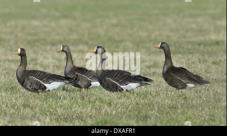 Greenland White-fronted Goose - Anser albifrons flavirostris Stock Photo