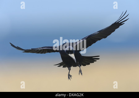 Rook Corvus frugilegus Stock Photo