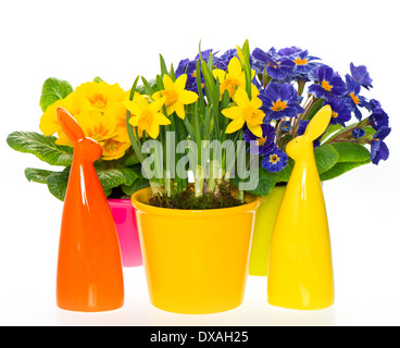 primulas and narcissus in pot on white background. spring flowers with easter bunny decoration Stock Photo