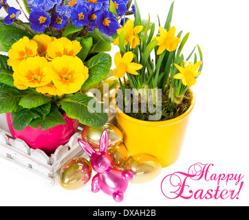 spring flowers with easter decoration. primulas and narcissus in pot on white background. Stock Photo