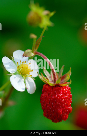 Wild Strawberry Stock Photo