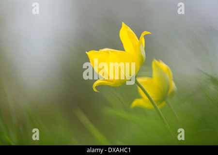 Wild yellow woodland Tulip, Tulipa sylvestris, growing among grass. Stock Photo