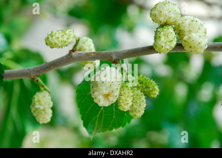 White Mulberry Stock Photo