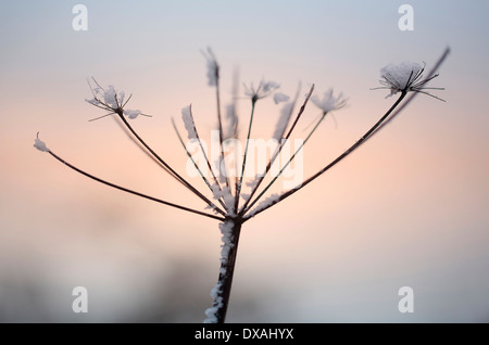 Common Hogweed. Heracleum sphondylium, single ragged stem covered with snow at sunset. Stock Photo