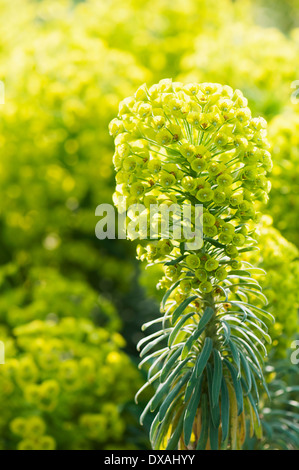 Spurge, Mediterranean spurge, Euphorbia characias wulfenii. Stock Photo