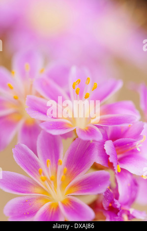 Lewisia, Siskiyou lewisia, Lewisia Cotyledon Hybrids, close up of purple flowers. Stock Photo