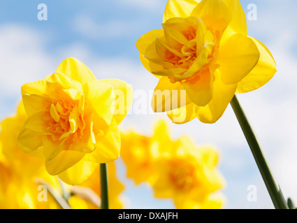 Daffodil 'Jack the Lad', Narcissus 'Jack the Lad', yellow flowers growing outdoors against a blue sky. Stock Photo