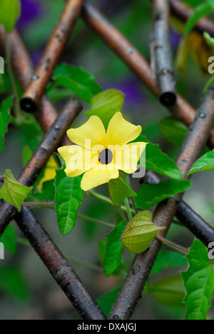 Black-eyed Susan Vine Stock Photo