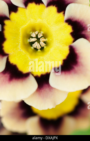 Auricula, Primula auricula 'Sirius', close up detail of the brightly coloured flower. Stock Photo
